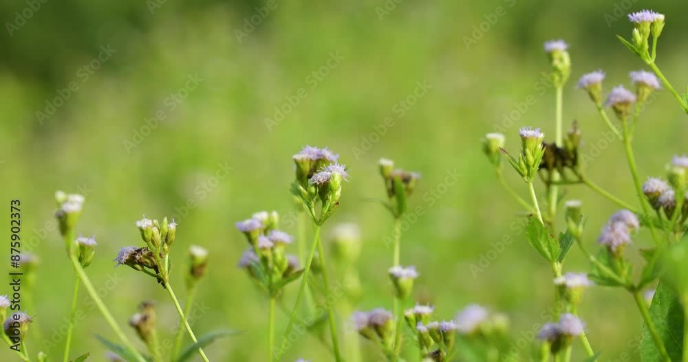 Close up of little purple flower (Chromolaena odorata) blooming on blurred green background. Close up of little purple flower (Chromolaena odorata) blooming on blurred green background.