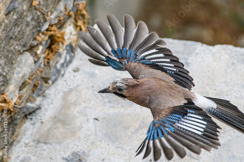 Geai, oiseau photo