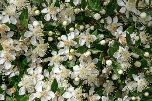 Buisson myrte