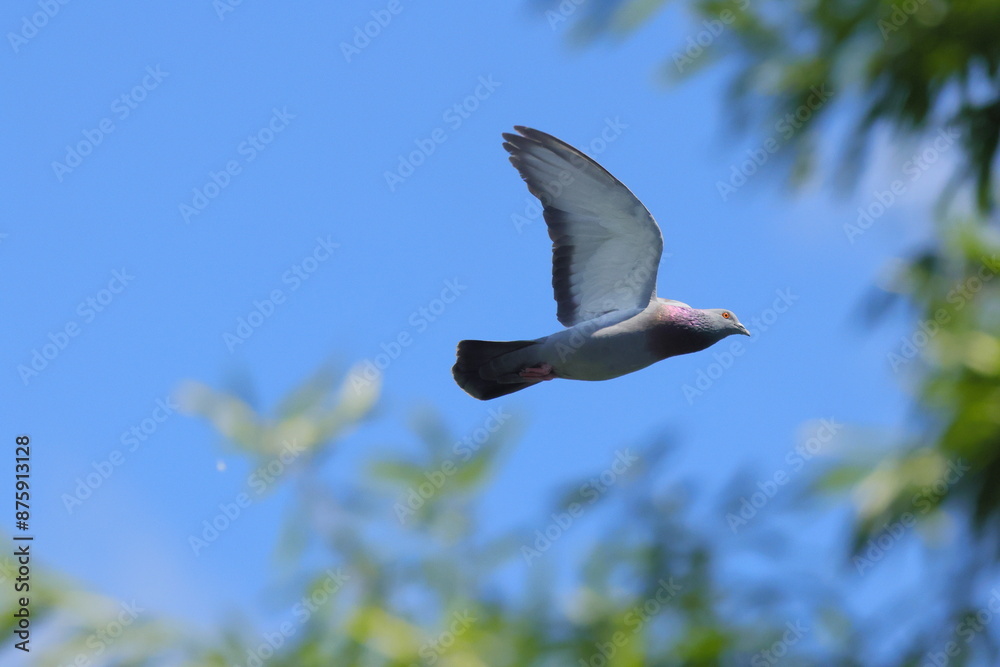 Gray pigeon flying against the backdrop of a blue sky and green foliage Gray pigeon flying against the backdrop of a blue sky and green foliage