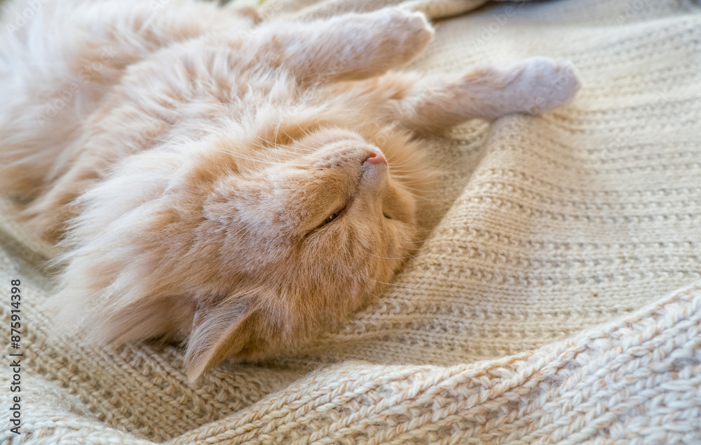 Close-up of a funny ginger cat sleeping on a knitted sweater at home.