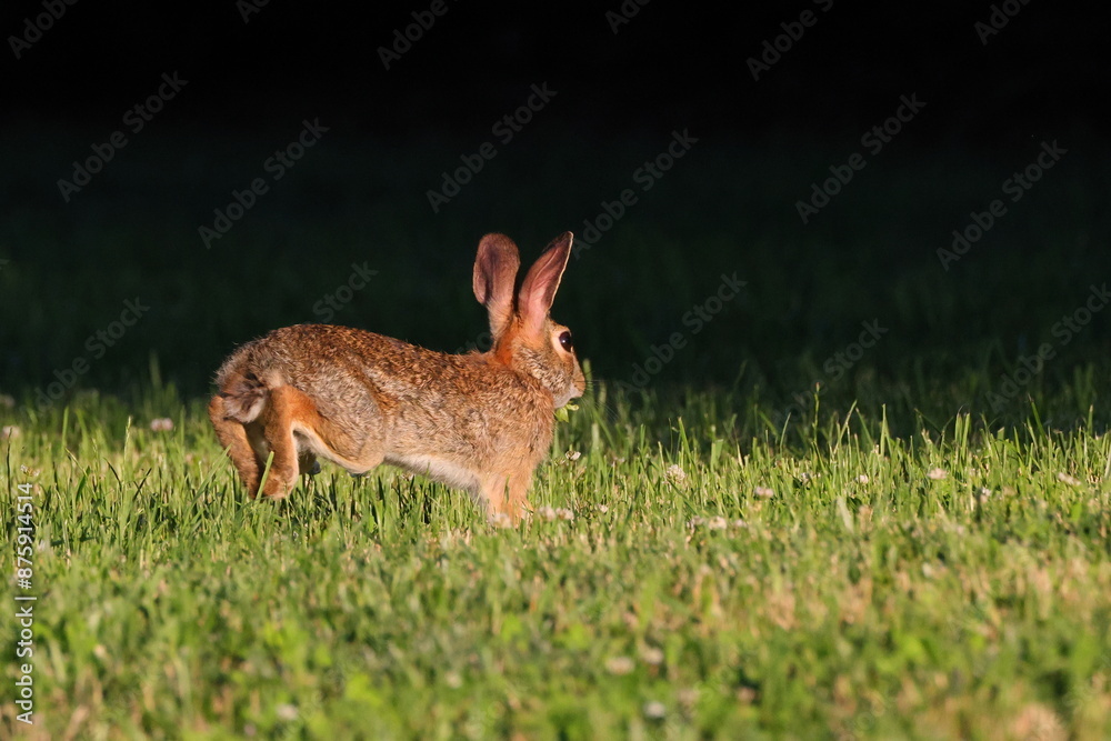 Obraz premium Small European rabbit running in a green grassy meadow