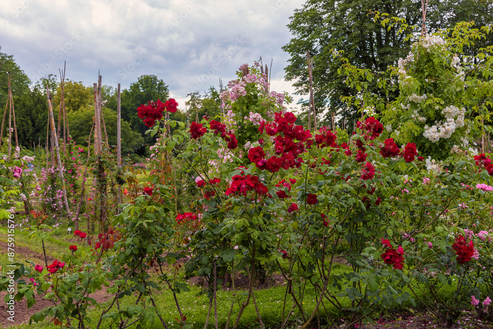 Rose bushes. Exquisite selected varieties of roses