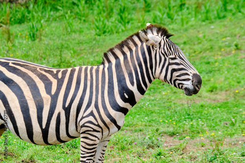 A zebra is standing in a grassy field.