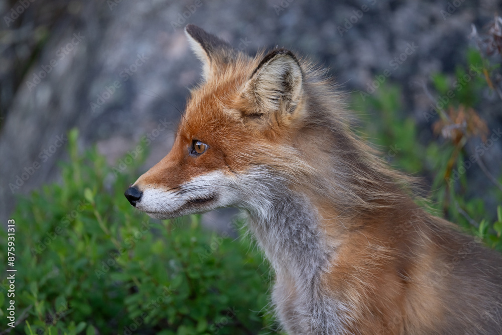 Portrait of a red fox Portrait of a red fox