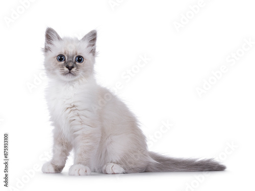 Cute fluffy Sacred Birman cat kitten, sitting up side ways. Looking surprised towards camera. Isolated on a white background. photo