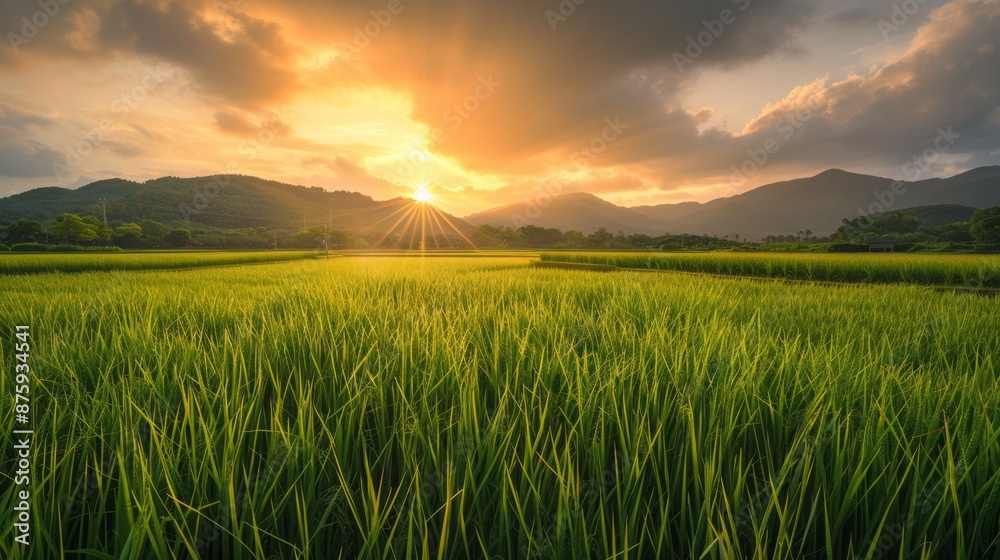 Photograph of rice fields in beautiful sunrise Photograph of rice fields in beautiful sunrise