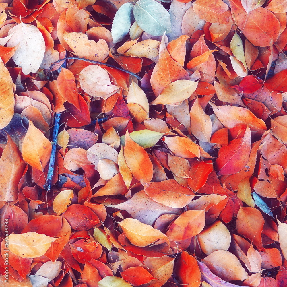 Autumn Leaves Vibrant Carpet Full Frame Close-Up Autumn Leaves Vibrant Carpet Full Frame Close-Up