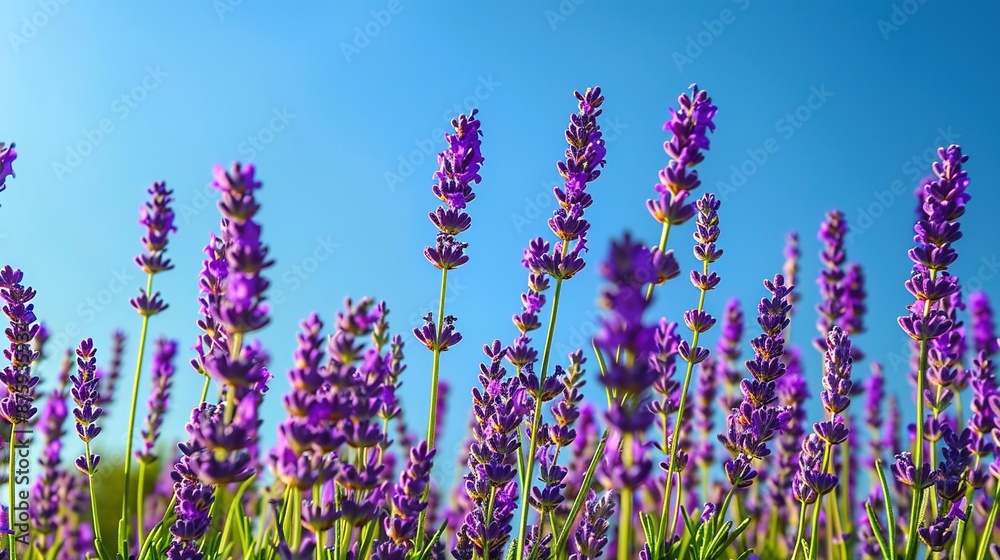 Naklejka premium Serene Lavender Field Blooming Beneath Clear Blue Sky