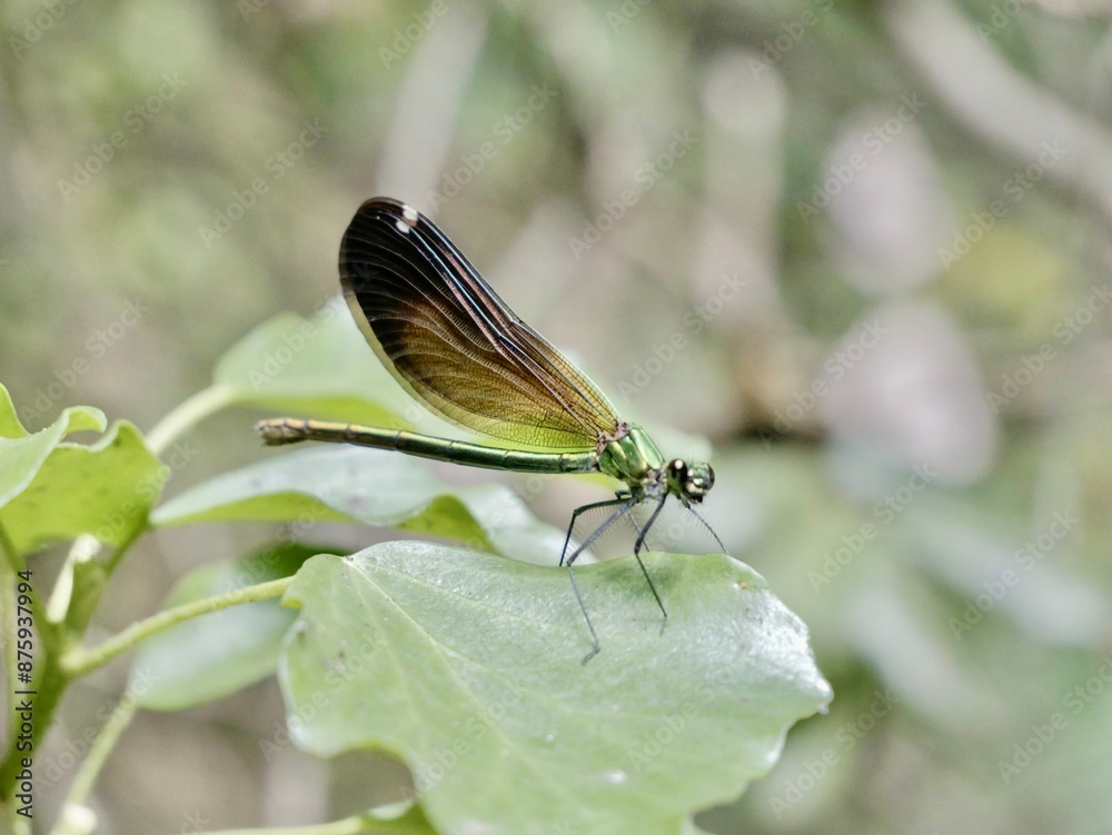 Female of the banded demoiselle (Calopteryx splendens). A species of damselfly or dragonfly belonging to the family Calopterygidae. Italy Female of the banded demoiselle (Calopteryx splendens). A species of damselfly or dragonfly belonging to the family Calopterygidae. Italy