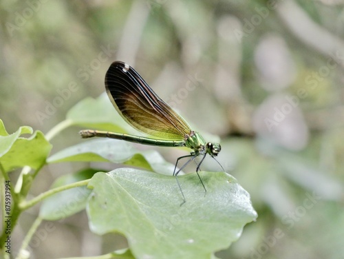 Female of the banded demoiselle (Calopteryx splendens). A species of damselfly or dragonfly belonging to the family Calopterygidae. Italy photo