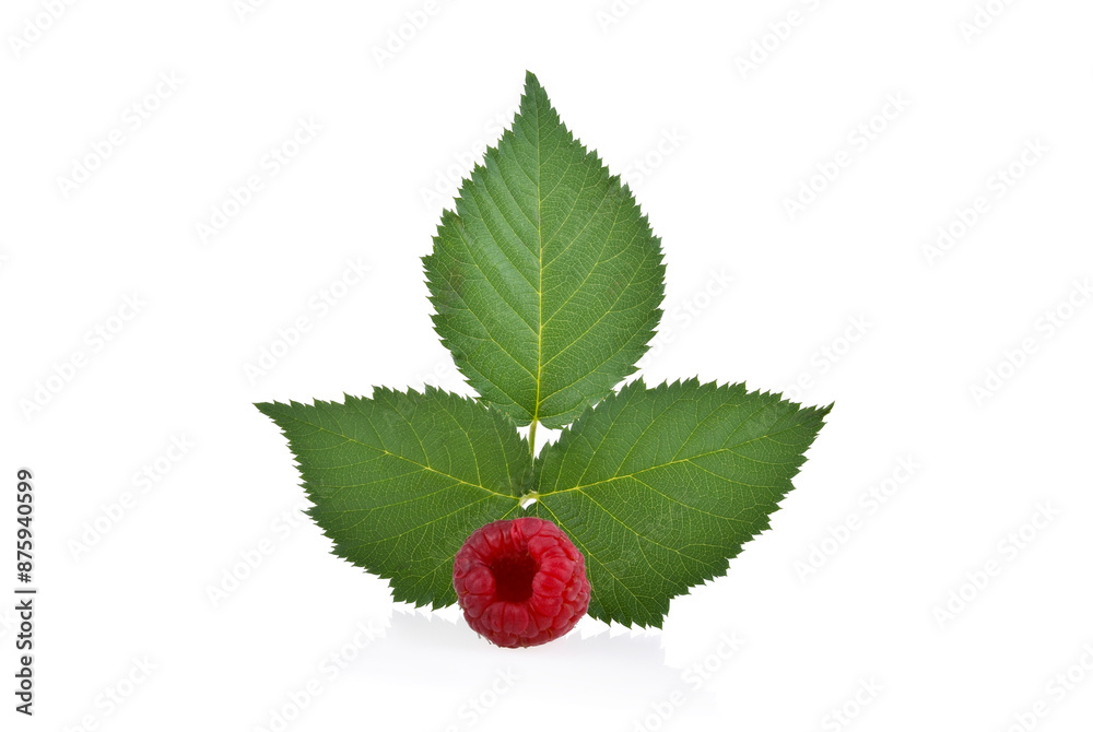 ripe raspberries with green leaf isolated on white background. ripe raspberries with green leaf isolated on white background.
