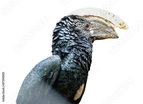 Silvery-cheeked hornbill bird. Bycanistes brevis photo