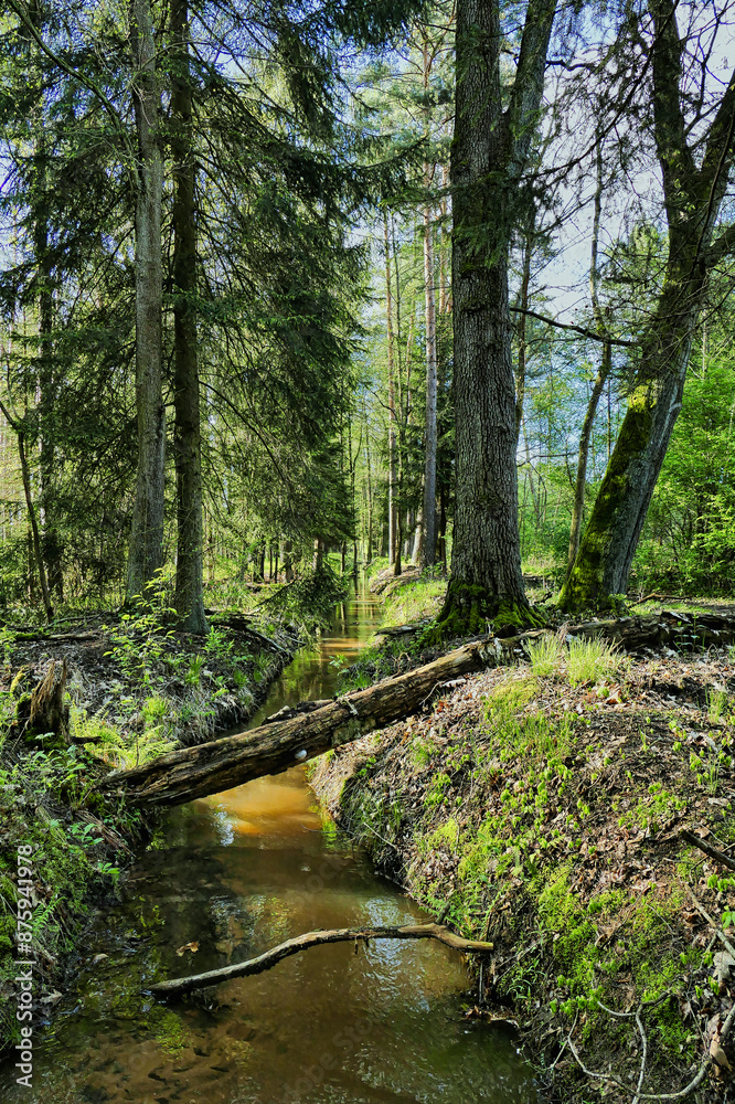 Mały strumień płynący przez wysoki, świerkowy las. Jest słoneczny dzień. Słoneczne swiatło przenika przez korony drzew. Koryto potoku pogrążone jest w cieniu.