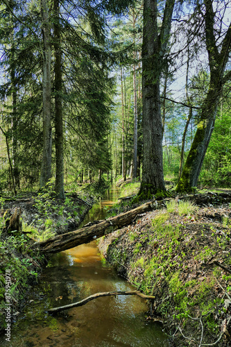 Obraz na płótnie Mały strumień płynący przez wysoki, świerkowy las. Jest słoneczny dzień. Słoneczne swiatło przenika przez korony drzew. Koryto potoku pogrążone jest w cieniu. w salonie