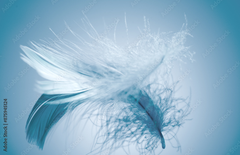 Obraz premium Beautiful feather on blue background. Birds feather texture, with reflection, close up. One Bird feather rotating, macro shot. Softness concept. 