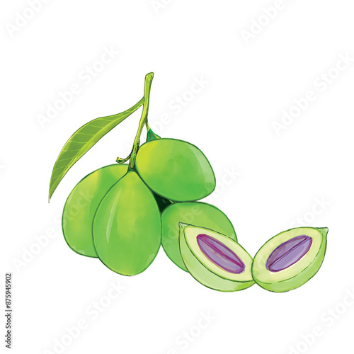Watercolor Marian plum digital painting, thai southeast asia.
