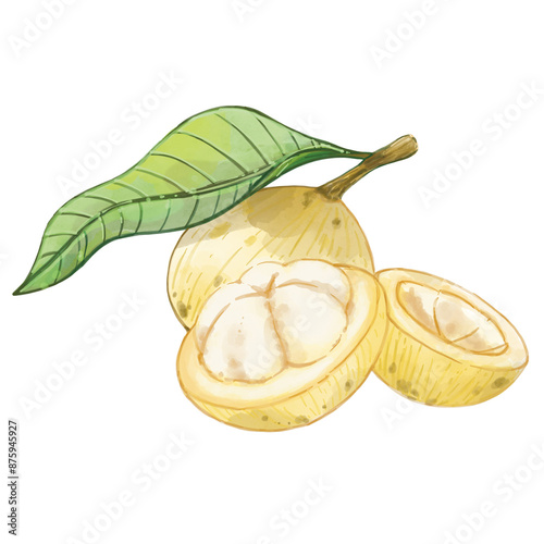 Santol Fruit watercolour style illustration.