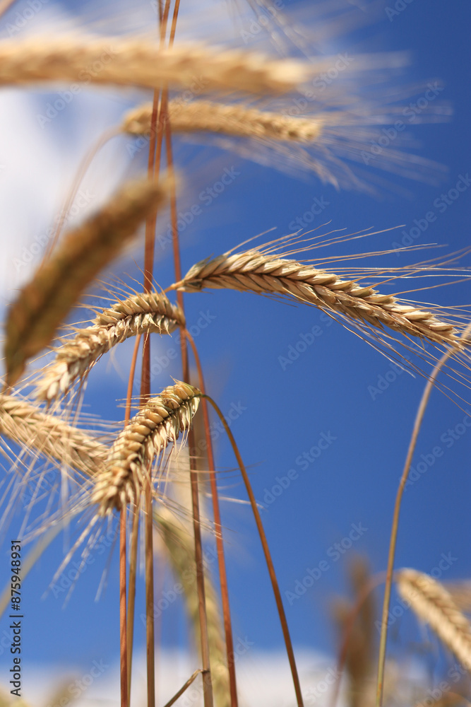 Ears of rye against the sky. Grain field, ears of grain close-up. Agricultural field of rye. Field on a sunny day. Background of ripening grains in a field. Harvest concept Ears of rye against the sky. Grain field, ears of grain close-up. Agricultural field of rye. Field on a sunny day. Background of ripening grains in a field. Harvest concept
