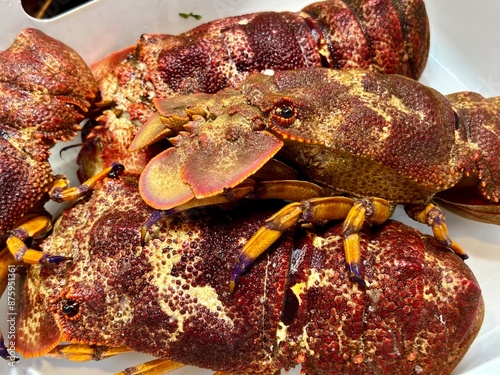Slipper lobster