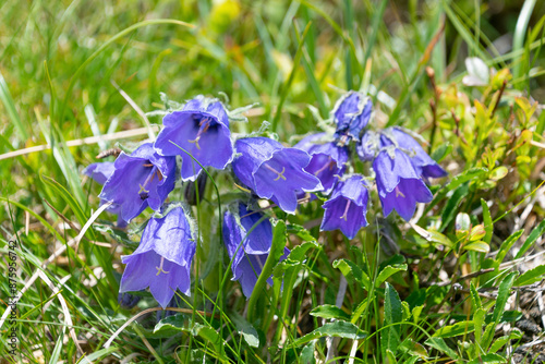 Beautiful purple Campanula alpina flowers in the mountains. Tatra Mountains photo