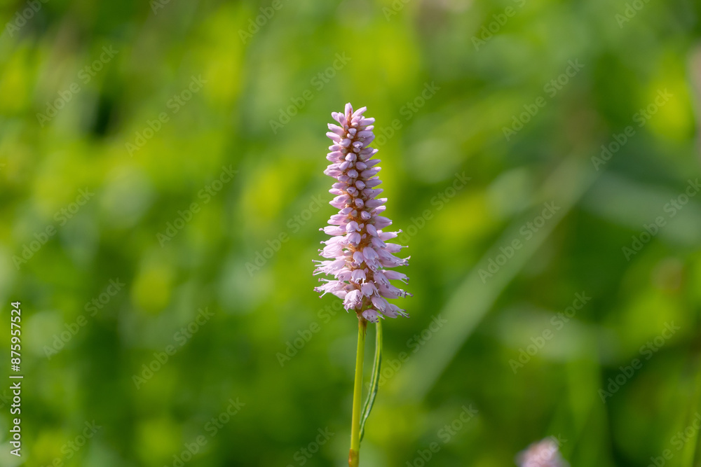 Beautiful flowers of Bistorta officinalis in the Tatra Mountains, Poland. bistort, common bistort, European bistort, meadow bistort Beautiful flowers of Bistorta officinalis in the Tatra Mountains, Poland. bistort, common bistort, European bistort, meadow bistort
