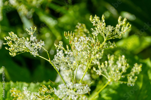 Green plant covered with water drops. Morning dew. Myrrhis odorata. photo