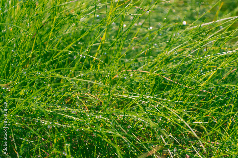 Green grass with dew drops. Beautiful natural background.