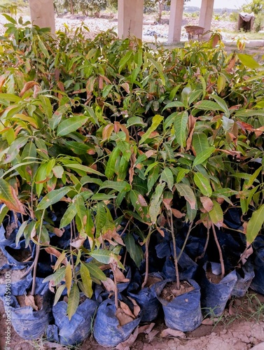 Small mango plants nursery seedlings, young mango trees horticulture, agriculture, saplings, mango cultivation, gardening, plant nursery, tropical plants closeup photo  photo