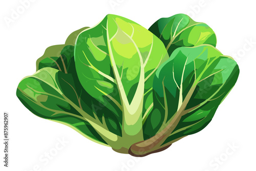 Fresh green leaf lettuce vector illustration 