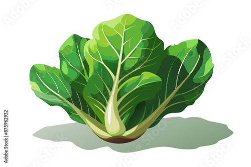 Fresh green leaf lettuce vector illustration 
