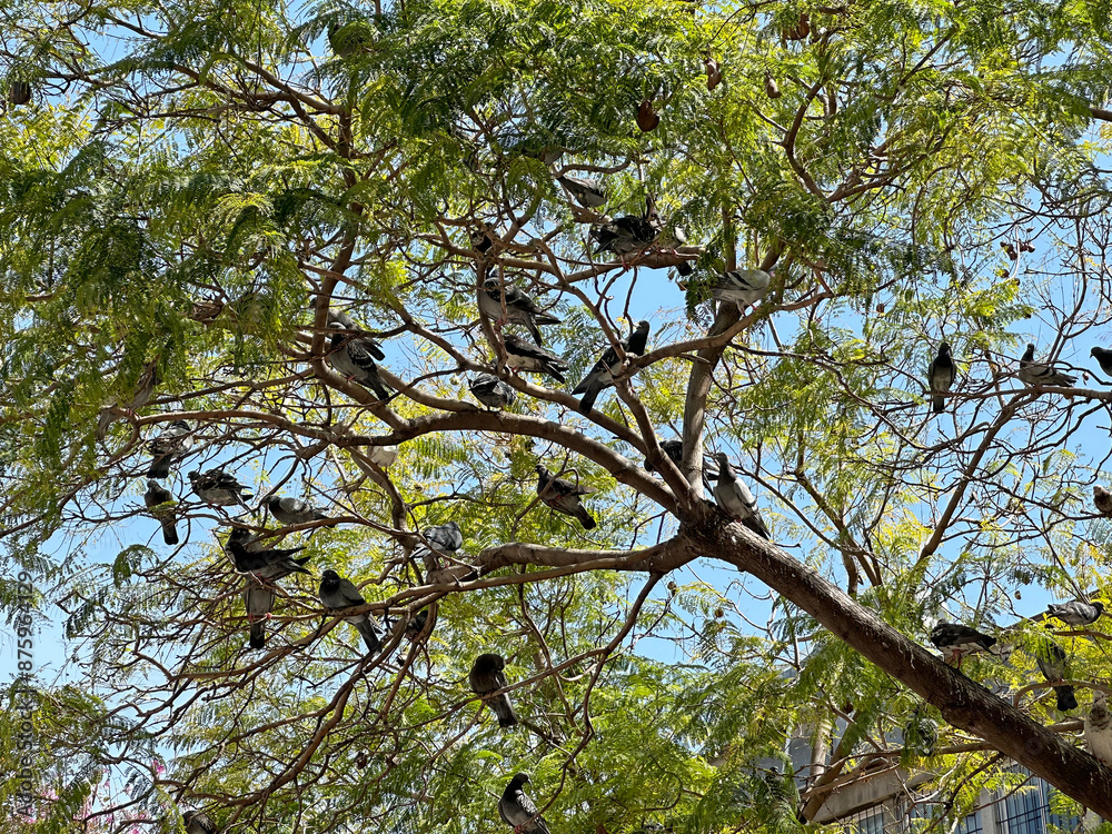 Fototapeta premium A flock of pigeons sits on a tree (lat. Columba)