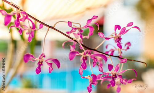 pink orchid flowers