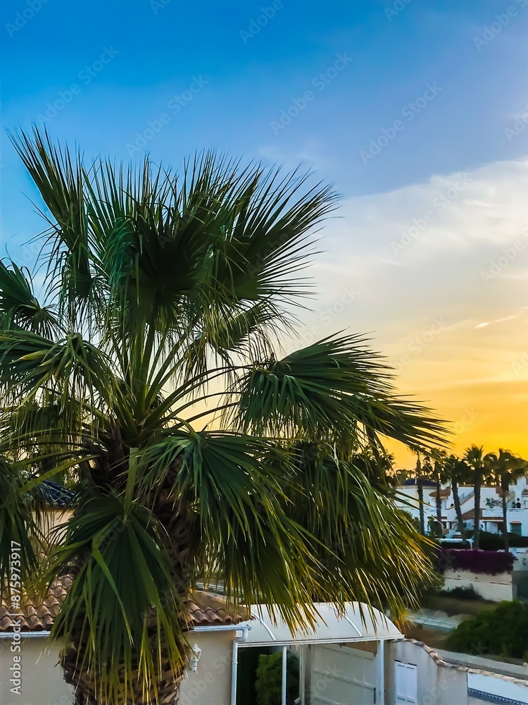 Fototapeta premium palm trees at sunset