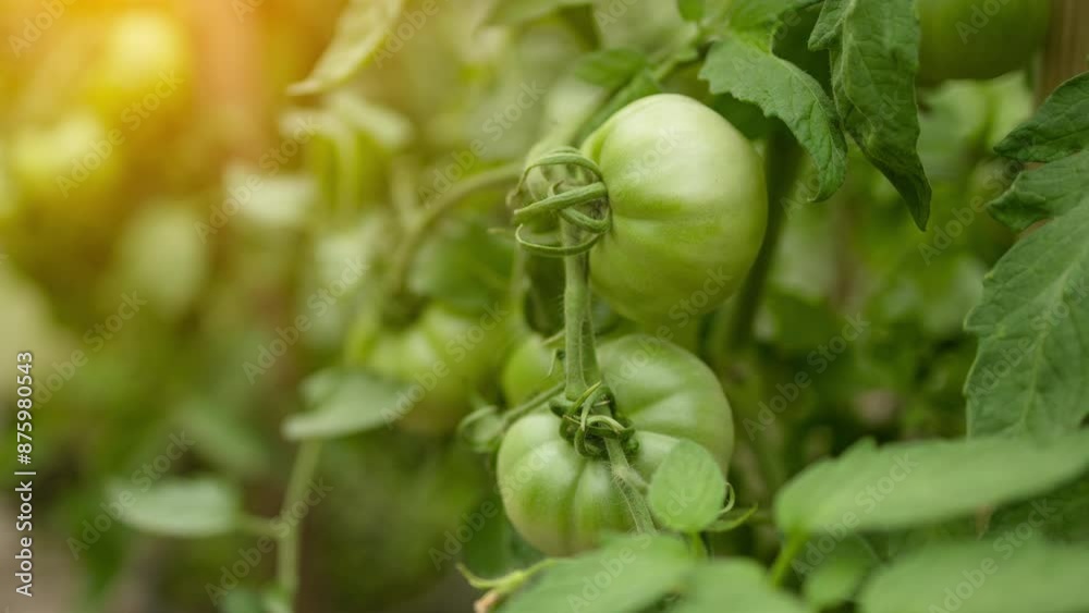 Closeup of cluster of ripe red plum tomatoes in green foliage on bush. Growing of vegetables in greenhouse. High quality FullHD footage. High quality FullHD footage Closeup of cluster of ripe red plum tomatoes in green foliage on bush. Growing of vegetables in greenhouse. High quality FullHD footage. High quality FullHD footage