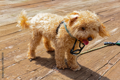 Kleiner Hund mit Schutzbrille gegen den Fahrtwind