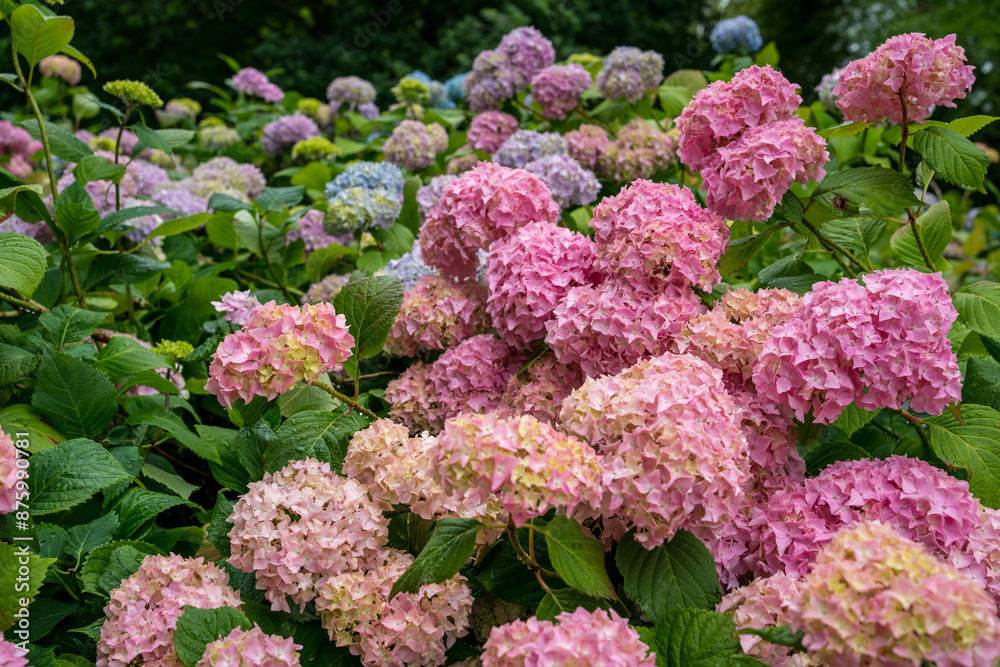 Hydrangea bushes in a park Hydrangea bushes in a park