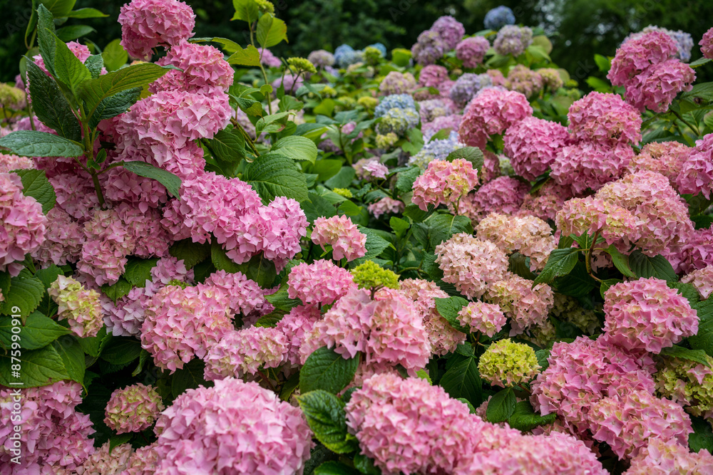 Hydrangea bushes in a park Hydrangea bushes in a park