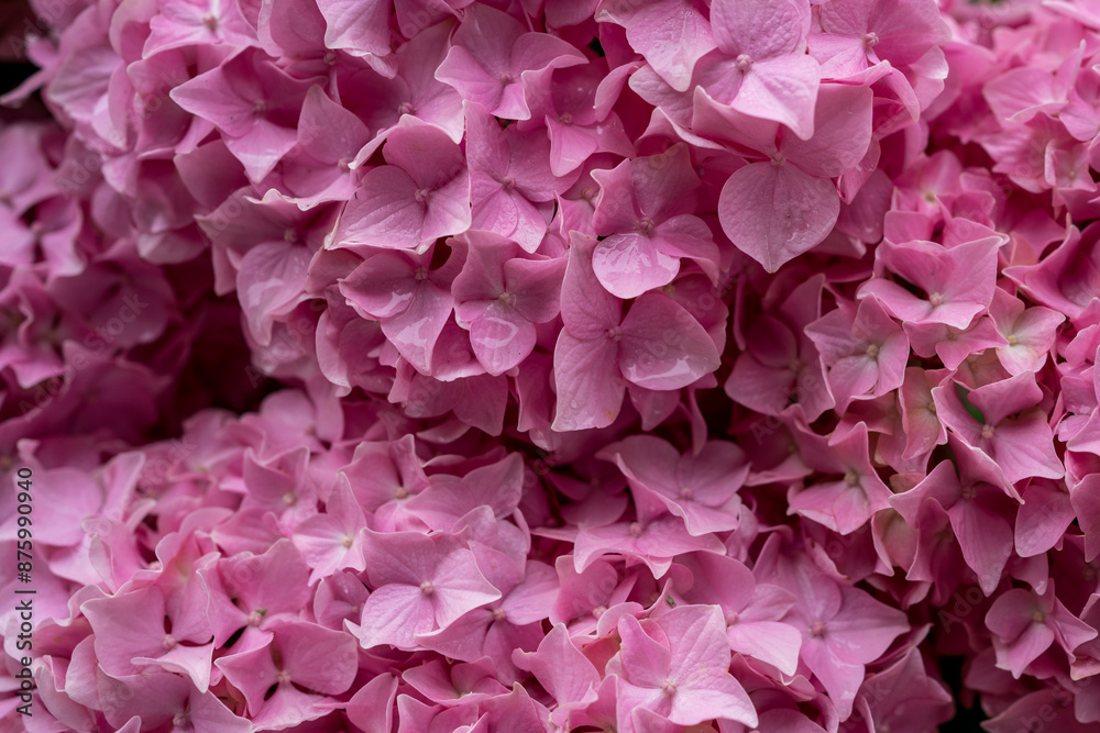 Hydrangea bushes in a park Hydrangea bushes in a park