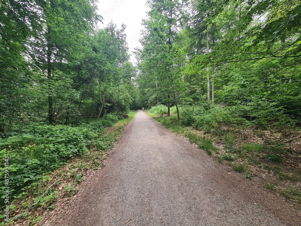 ein Wanderpfad im Grünen von der Moritzburg zum Fasanschlösschen in Moritzburg, einem Ort in Sachsen - Deutschland ein Wanderpfad im Grünen von der Moritzburg zum Fasanschlösschen in Moritzburg, einem Ort in Sachsen - Deutschland