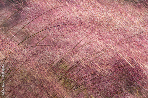 Pinkish purple Muhly grass inflorescences fill the entire frame with captivating textures and contrast, creating a natural abstract background for design and text. Free-spirit, nature, beauty. photo