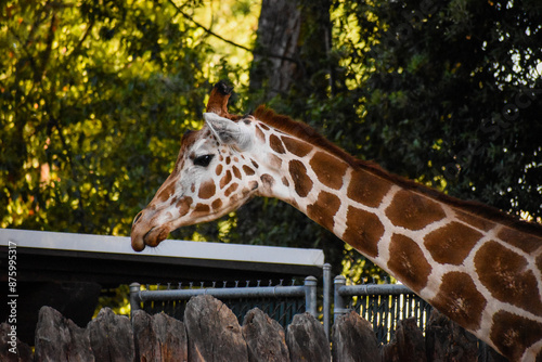 Canvas Print giraffe in zoo