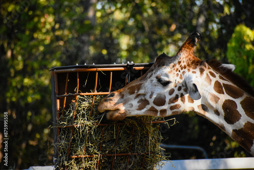 Photography giraffe in zoo