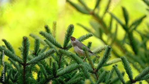 Taiwan Yuhina eating in tree in slow motion photo