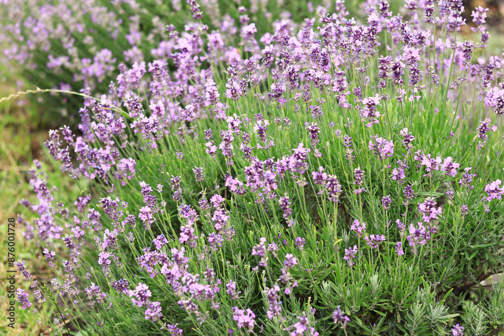 Lavender blossom. Close-up of a lavender flower field, purple flowers for a natural background. Purple lavender field Lavender blossom. Close-up of a lavender flower field, purple flowers for a natural background. Purple lavender field