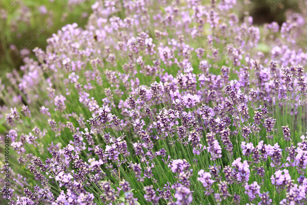 Lavender blossom. Close-up of a lavender flower field, purple flowers for a natural background. Purple lavender field Lavender blossom. Close-up of a lavender flower field, purple flowers for a natural background. Purple lavender field