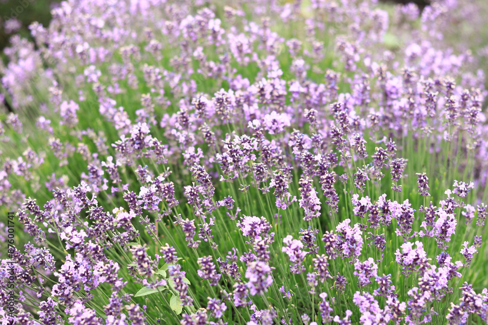 Lavender blossom. Close-up of a lavender flower field, purple flowers for a natural background. Purple lavender field Lavender blossom. Close-up of a lavender flower field, purple flowers for a natural background. Purple lavender field