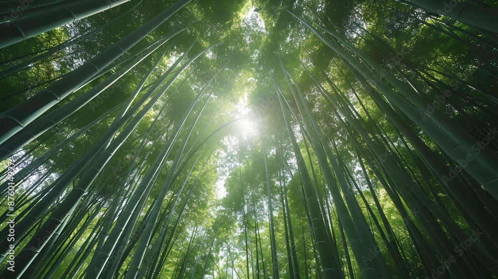 The Arashiyama Bamboo Forest in Kyoto The Arashiyama Bamboo Forest in Kyoto