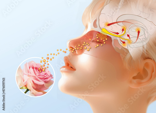 Sense of smell, woman with a rose, detailed illustration of the olfactory region, medically illustration photo