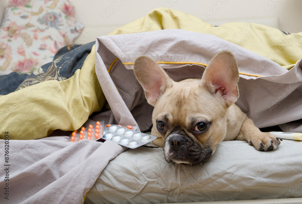 A charming bulldog dog is sick and lying in bed with a wistful look under a warm blanket surrounded by various pills. A charming bulldog dog is sick and lying in bed with a wistful look under a warm blanket surrounded by various pills.
